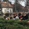 Koszorúzás
