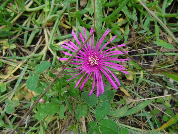 DSCN0306